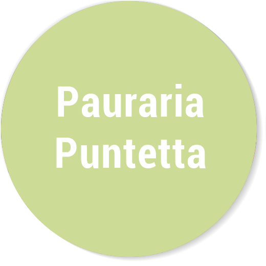 (c) Puntetta.ch